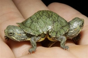 It may or may not be a ninja and isn't a teenager, but it's definitely a mutant turtle, and therefore I thank it for making the Xeric Foundation possible.