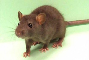 Funny thing? Ratty here is almost bigger than Hastings & Monardo's dog. That is a truth-fact.
