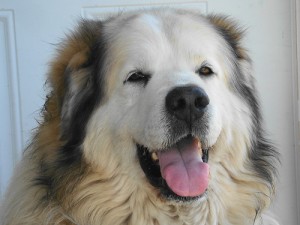 Do you have any idea how hard it is to find an image searching on the keyword "today" that doesn't involve Al Roker? Photo by Flickr user 2-Dog-Farm, used under a Creative Commons license (CC BY-NC-ND 2.0).